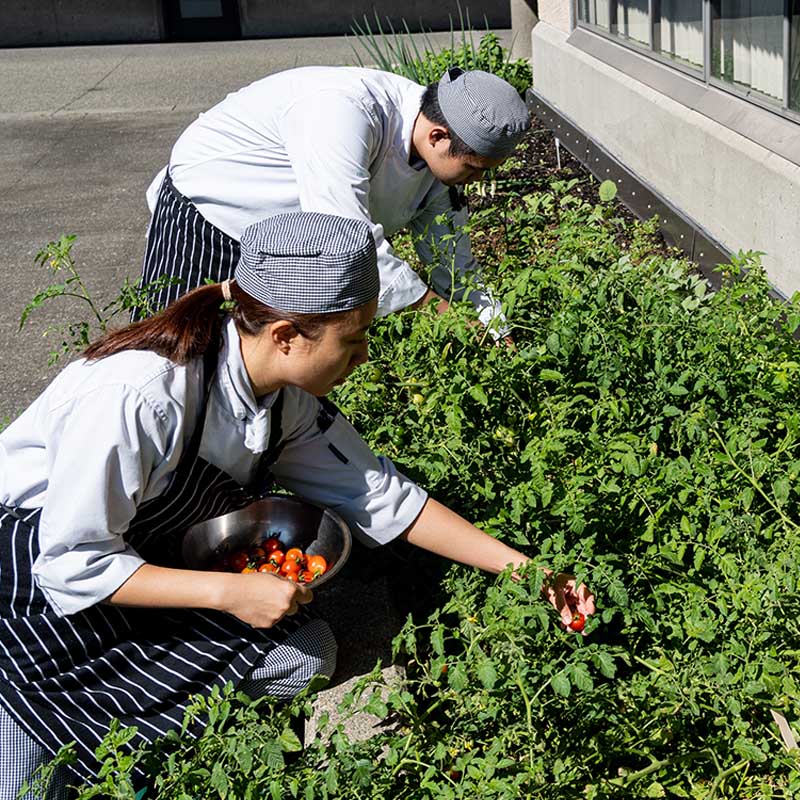 student chefs cutting herbs from the AV资源garden